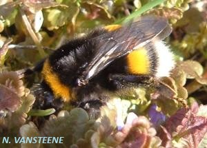 Bombus terrestris